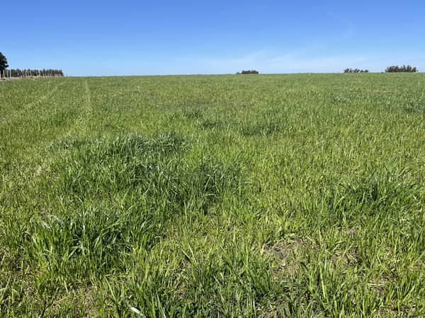 72 has hectáreas. Ganadero Agrícola en Lavalleja Uruguay
